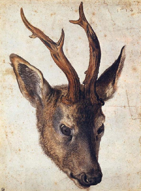 Albrecht Durer The Head of Stag China oil painting art